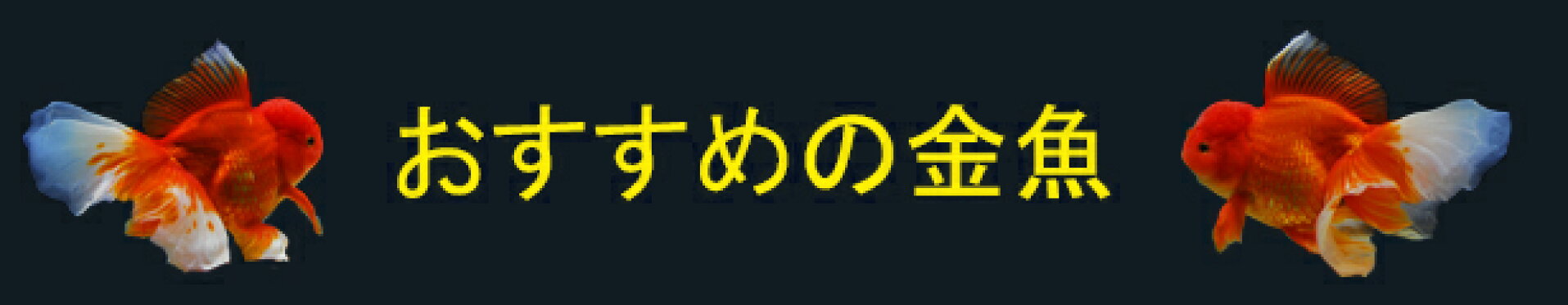 おすすめ金魚