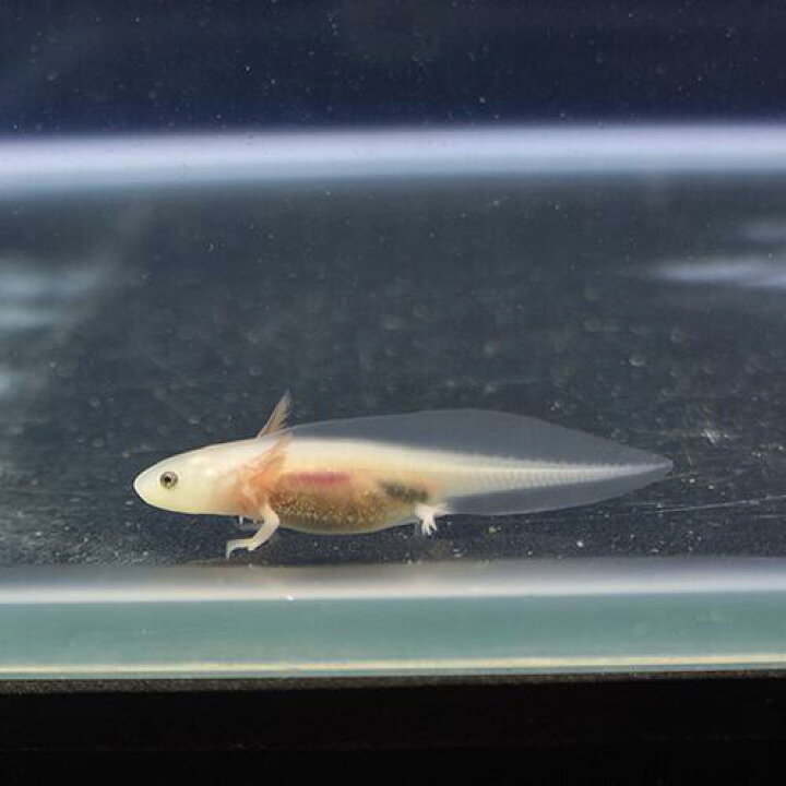 楽天市場 金魚宝典 ウーパールーパー リューシスティック １匹 スタッフセレクト個体 金魚宝典
