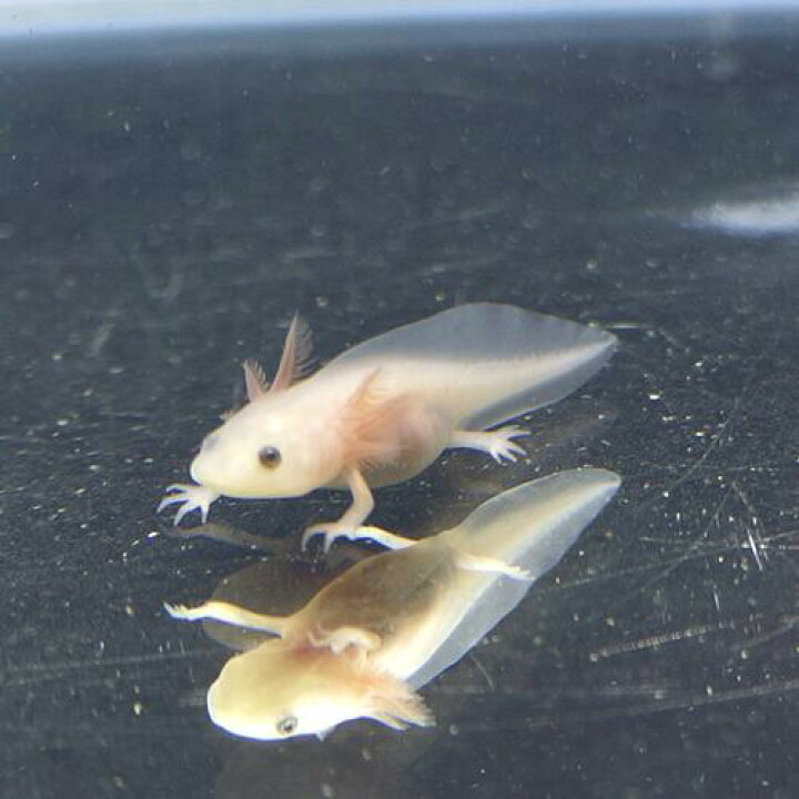 楽天市場 金魚宝典 ウーパールーパー リューシスティック １匹 スタッフセレクト個体 金魚宝典