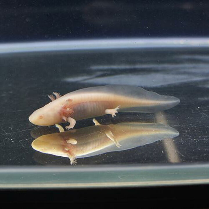 楽天市場 金魚宝典 ウーパールーパー アルビノ １匹 スタッフセレクト個体 金魚宝典