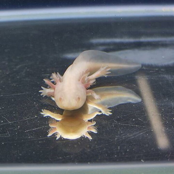 楽天市場 金魚宝典 ウーパールーパー アルビノ 1匹 スタッフセレクト個体 金魚宝典 楽天市場 金魚宝典 ウーパールーパー アルビノ 1匹 スタッフセレクト個体 金魚宝典