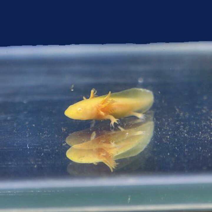 楽天市場 金魚宝典 ウーパールーパー ゴールデン １匹 スタッフセレクト個体 金魚宝典
