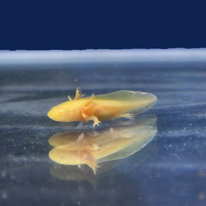 楽天市場 金魚宝典 ウーパールーパー ゴールデン １匹 スタッフセレクト個体 金魚宝典