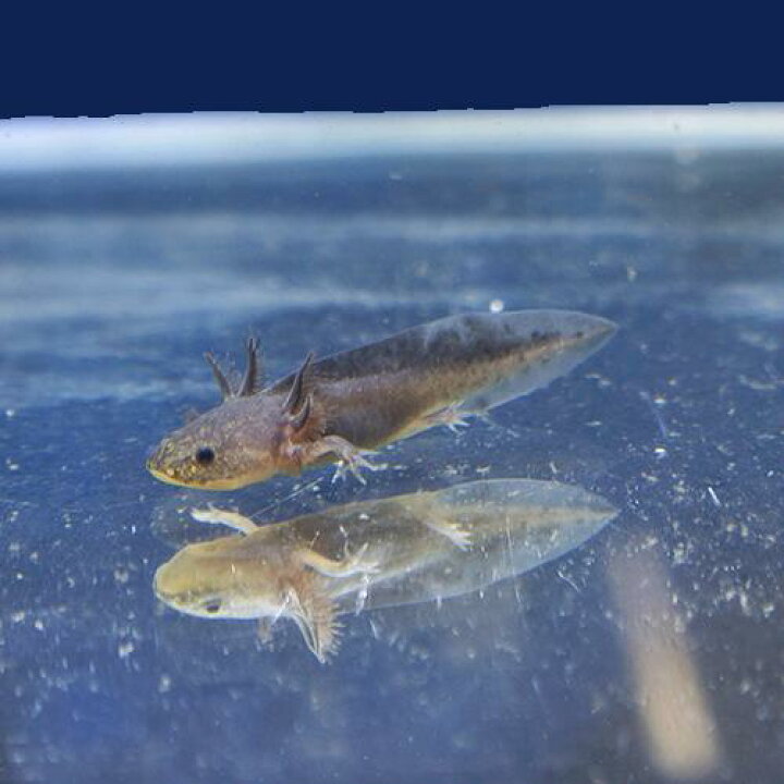 楽天市場 金魚宝典 ウーパールーパー ブラック １匹 スタッフセレクト個体 金魚宝典