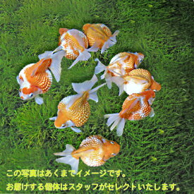 楽天市場 ピンポンパール 金魚の通販
