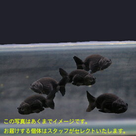 楽天市場 飼育 黒らんちゅうの通販