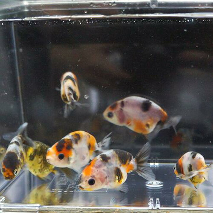 楽天市場 金魚宝典 江戸錦 当才 6 7ｃｍ １匹 スタッフがセレクトします 金魚宝典