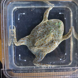 楽天市場 カエル 生体 生体 爬虫類 両生類 ペット ペットグッズの通販