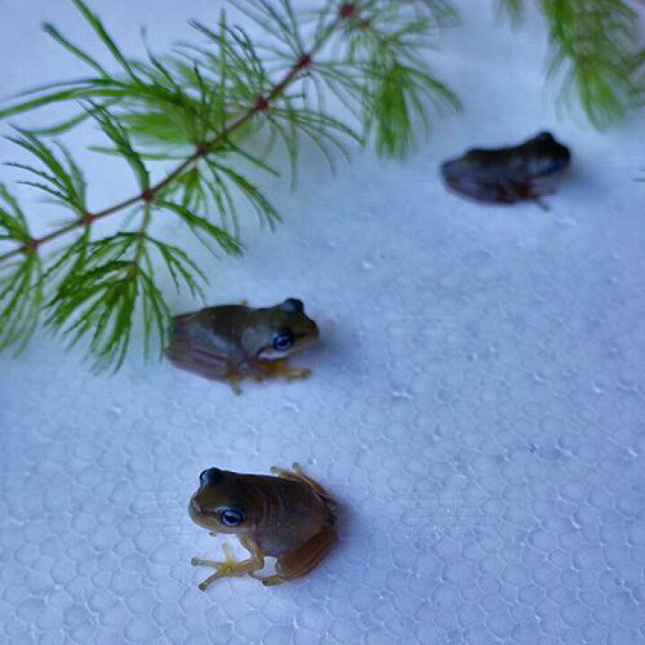 楽天市場 金魚宝典 イエアメガエル ブルーアイ １匹 スタッフセレクト個体 金魚宝典