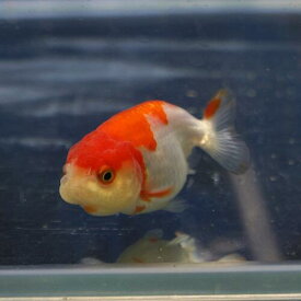 楽天市場 らんちゅう 金魚 種類の通販 楽天市場 らんちゅう 金魚 種類の通販