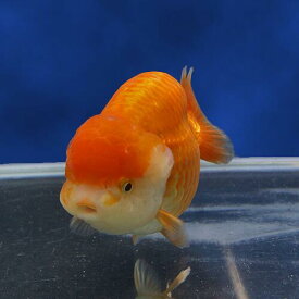 楽天市場 らんちゅう 金魚 種類の通販 楽天市場 らんちゅう 金魚 種類の通販