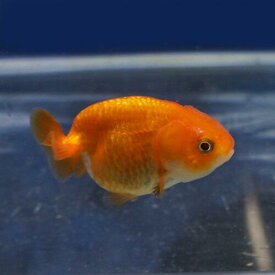 楽天市場 らんちゅう 金魚 種類の通販 楽天市場 らんちゅう 金魚 種類の通販