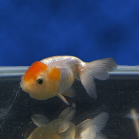 楽天市場 金魚 ライオン ヘッドの通販