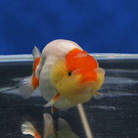 楽天市場 観賞魚 種 観賞魚 金魚 熱帯魚 アクアリウム ペット ペットグッズ の通販