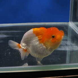 楽天市場 金魚 ライオン ヘッドの通販