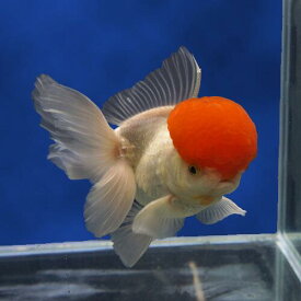楽天市場 金魚 丹頂 高頭の通販 楽天市場 金魚 丹頂 高頭の通販