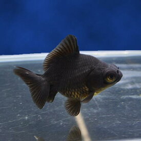 楽天市場 出目金 観賞魚 熱帯魚 アクアリウム ペット ペットグッズの通販 楽天市場 出目金 観賞魚 熱帯魚 アクアリウム ペット ペットグッズの通販