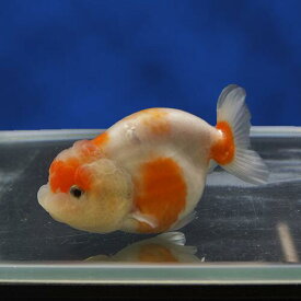 楽天市場 生き餌 金魚の通販