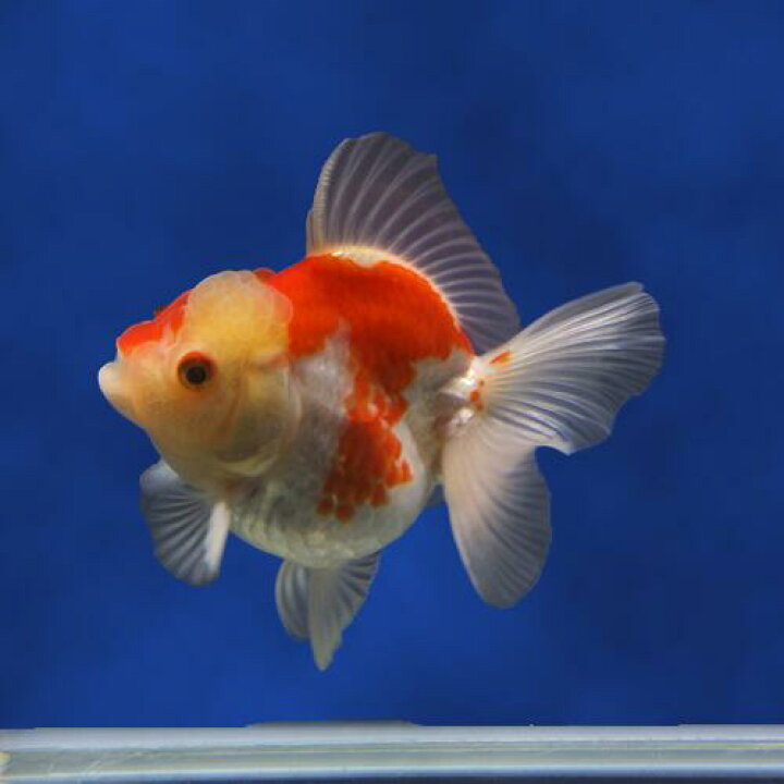 大注目 金魚 らんちゅう 更紗2匹セット １０ｃｍ Shipsctc Org
