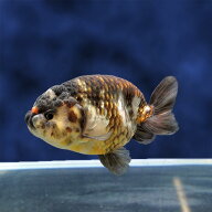 【金魚宝典】墨江戸錦　2才（12.5cm±）★セレクト個体★