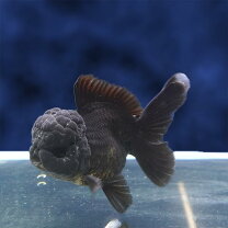 楽天市場】金魚 オランダ獅子頭 黒（熱帯魚・アクアリウム｜ペット 