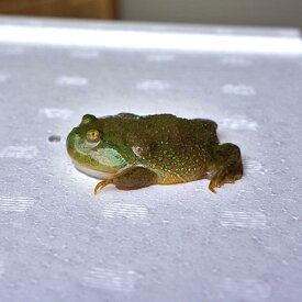 楽天市場 カエル 生体の通販