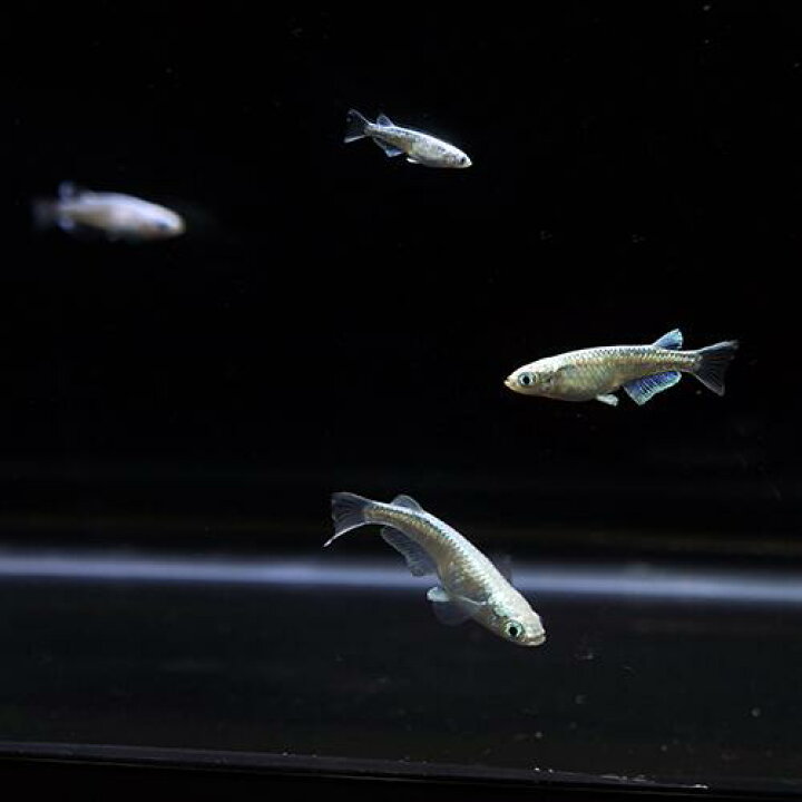 楽天市場 金魚宝典 マリンブルー幹之メダカ ｓグレード ３ペアスタッフセレクト個体 金魚宝典
