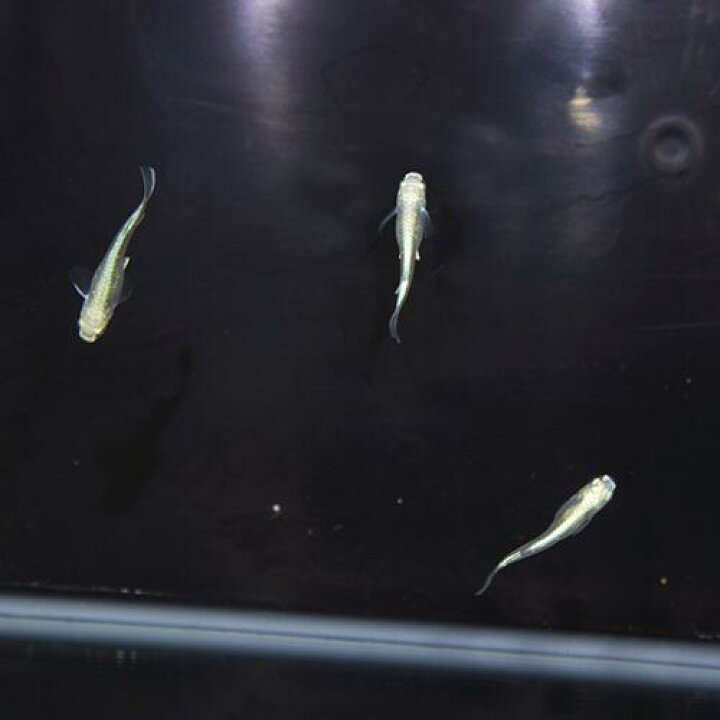 楽天市場 金魚宝典 マリンブルー幹之メダカ ｓグレード ３ペアスタッフセレクト個体 金魚宝典