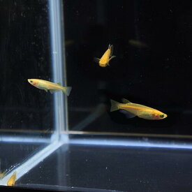 楽天市場 金魚 10匹の通販