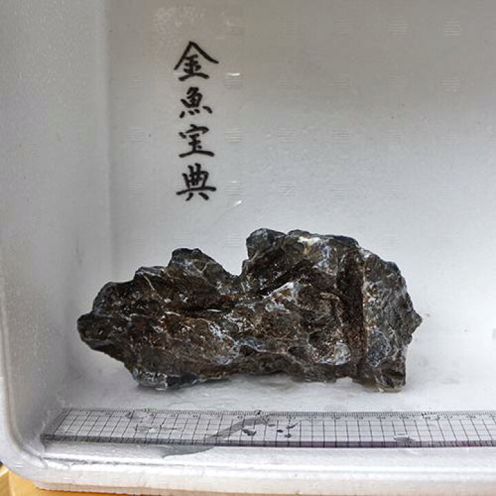 楽天市場 金魚宝典 昇竜石 16cm 天然石です 金魚宝典