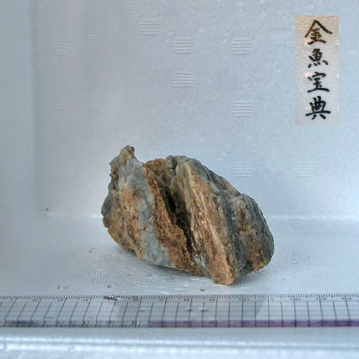 生き餌 糸目 イトミミズ 1kg 鮮度良好 国産 イトメ