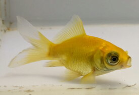 黄金ヤナギデメキン　3番　全長約8センチ【あす楽対応】金魚 kingyo 金魚生体 きんぎょ