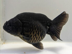 国産ブラックランチュウ　3番　全長約10センチ【あす楽対応】金魚 kingyo 金魚生体 きんぎょ