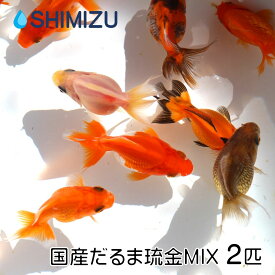 (金魚) 国産だるま琉金MIX S (2匹) 大和郡山産 ショートテール ST 赤 更紗 白 黒 キャリコ 桜