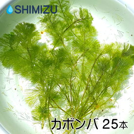 (水草) カボンバ (25本) cabomba カモンバ かぼんば 金魚 メダカ めだか 熱帯魚 金魚藻