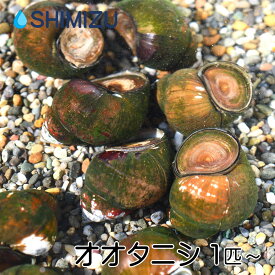(貝) オオタニシ (1～10匹) 国産 巻貝 苔取り ビオトープ メダカ めだか 金魚 苔 掃除
