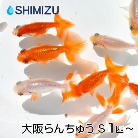(金魚) 大阪らんちゅう S (1～5匹) 国産 更紗 赤 白 らんちう