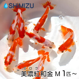 (金魚) 美濃紅和金 M (1～5匹) 国産 熊本 良福観賞魚 ミロクワキン 更紗 ジャンボ