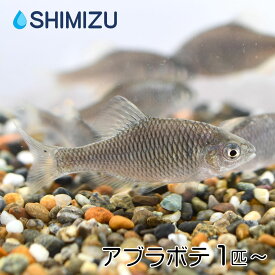 (川魚) アブラボテ (1～10匹) 国産 天然 タナゴ 日淡 淡水魚