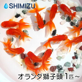 (金魚) オランダ獅子頭 S (1～10匹) 国産 弥冨産 goldfish キンギョ ビオトープ お祭り
