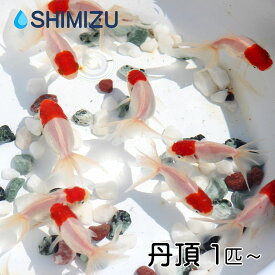 (金魚) 丹頂 S (1～10匹) 国産 弥冨産 goldfish キンギョ ビオトープ お祭り