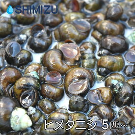 (貝) ヒメタニシ (5～100匹) 国産 巻貝 苔取り ビオトープ メダカ めだか 金魚 熱帯魚 掃除