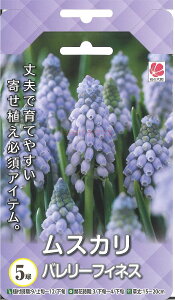 夏 花 植えの人気商品 通販 価格比較 価格 Com