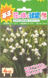 楽天市場 植えっぱなし 球根 水仙の通販