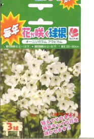 楽天市場 オーニソガラム 球根の通販