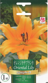 楽天市場 チューリップ ライト 球根 ガーデニング 農業 花 ガーデン Diyの通販