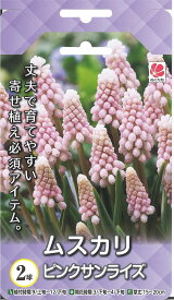 楽天市場 ムスカリ ピンクサンライズの通販