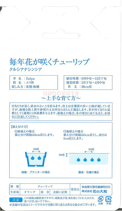 楽天市場 065 毎年花が咲くチューリップ クルシアナシンシア 7球 ポイント20倍 P 花 植えっぱなし 初心者 秋植え 夏 キュウコン チューリップ セット 錦幸園 楽天市場店 楽天市場 065 毎年花が咲くチューリップ クルシアナシンシア 7球 ポイント20倍 P 花 植えっぱなし 初心者 秋植え 夏 キュウコン チューリップ セット 錦幸園 楽天市場店