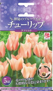 ユリ 球根の人気商品 通販 価格比較 価格 Com