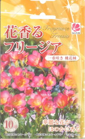 楽天市場 フリージア 花 ガーデン Diy の通販